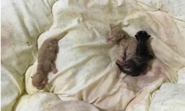 主人回家发现被子被猫弄脏，掀开一看发现小猫崽，瞬间气消了 