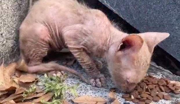 宠物猫被抛弃后,流落街头变成“无毛猫”,惨遭嫌弃依旧顽强求生 宠物猫被抛弃后,流落街头变成“无毛猫”,惨遭嫌弃依旧顽强求生