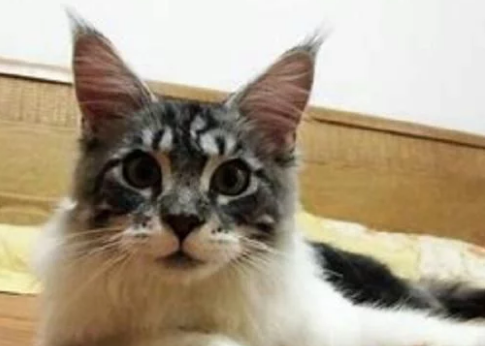 世界上最大的猫咪，你知道有多大吗？说出来你都不一定相信