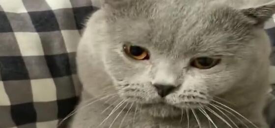 小猫太高傲不许主人碰, 主人把菜刀拿出来后, 它马上就变老实了