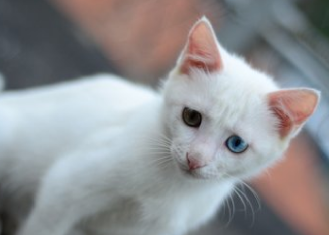 买农舍送15只猫，还有这种好事？