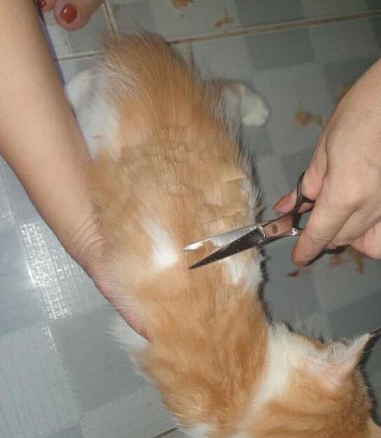 主人心血来潮，给橘猫剪“发型”，橘猫：主人，你是魔鬼本人吗？