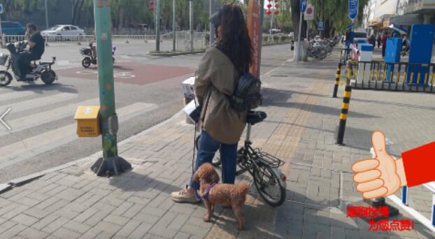 文明养犬知多少?切记做到“宠爱”有方~ 文明养犬知多少?切记做到“宠爱”有方~
