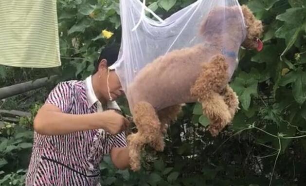 主人模仿网上剪毛方式，狗子却不淡定了：别看某音了！