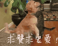 土狗每晚都偷跑出去，当主人发现它时，瞬间瞪大眼睛！