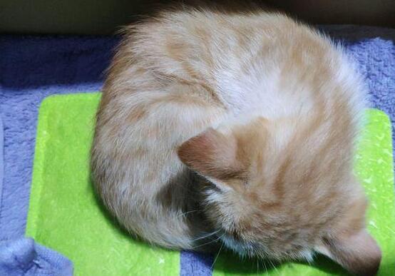 小奶猫在笼子里一直发抖, 看着不忍心就把它买了下来, 女孩好有爱 小奶猫在笼子里一直发抖, 看着不忍心就把它买了下来, 女孩好有爱