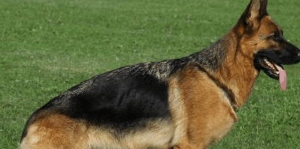 警犬退役之后怎么处理, 被确认无用后实行安乐死, 简直太残忍了 警犬退役之后怎么处理, 被确认无用后实行安乐死, 简直太残忍了