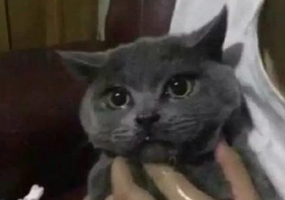 猫咪在家里偷吃，误食把辣椒酱给吃了，结果辣的它直流眼泪！