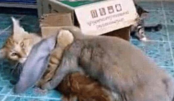 女主睡得正香, 半夜听到猫咪的惨叫声, 开灯后眼前的一幕让人笑喷 