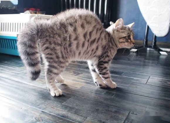 猫咪“拜拜手”也太可爱了,为你盘点那些神奇的肢体语言~ 猫咪“拜拜手”也太可爱了,为你盘点那些神奇的肢体语言~