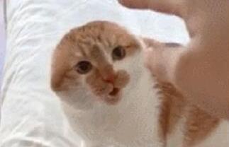主人惹橘猫生气, 小橘猫耳朵都被气没了, 主人当场笑哭