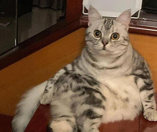 在洗碗池里发现猫砂铲，女子顿时心塞了，问了老妈才知道误会一场 