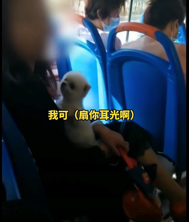 宠物比人值钱?大同女子带宠物狗上公交车,一路辱骂语出惊人 宠物比人值钱?大同女子带宠物狗上公交车,一路辱骂语出惊人