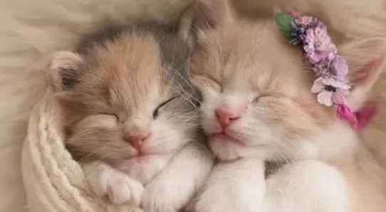小奶猫趴在猫粮前一动不动了，网友急忙上前，猫：宝宝睡醒在吃了