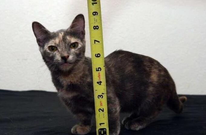 世界上最小的猫咪,只有7厘米的高,睡觉前必须亲一口主人! 世界上最小的猫咪,只有7厘米的高,睡觉前必须亲一口主人!
