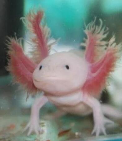 适合新手喂养的水族宠物分析及养龟装备推荐 适合新手喂养的水族宠物分析及养龟装备推荐