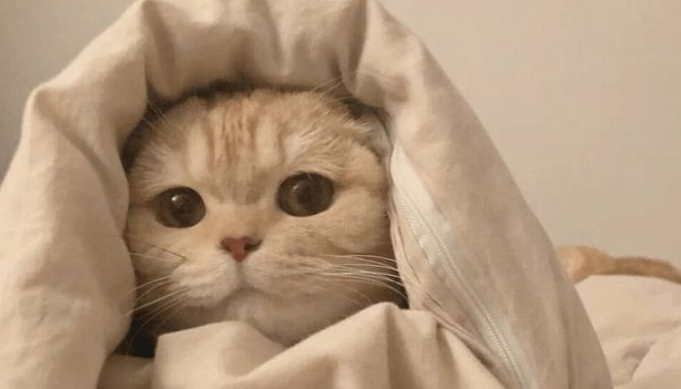 资深猫奴的几项特征,看看你中了几条?猫咪:还不快来伺候本宫! 资深猫奴的几项特征,看看你中了几条?猫咪:还不快来伺候本宫!