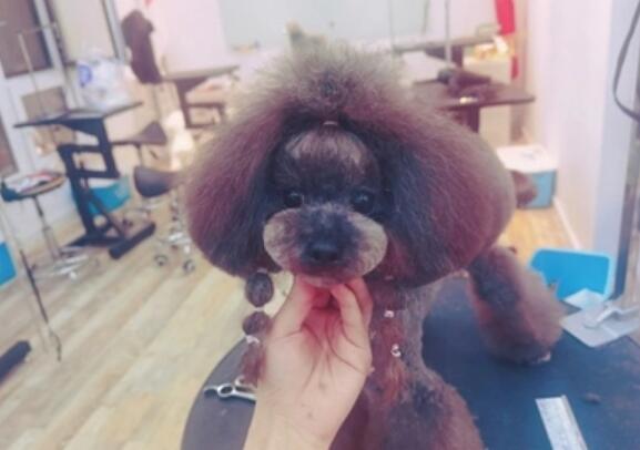 凭着宠物美容手艺 她帮助600只流浪犬找到新主人