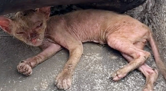 宠物猫被抛弃后,流落街头变成“无毛猫”,惨遭嫌弃依旧顽强求生 宠物猫被抛弃后,流落街头变成“无毛猫”,惨遭嫌弃依旧顽强求生