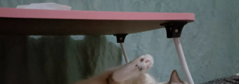 关于猫粮的一些事后续 杠精别来 小心我家猫