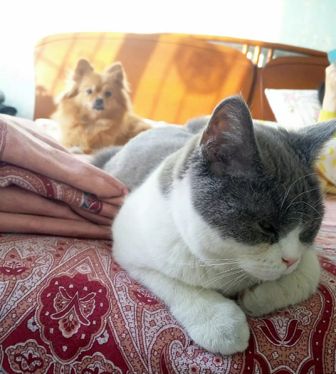 猫狗双全是种什么样的体验? 猫狗双全是种什么样的体验?