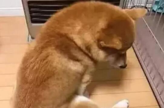 下班回家，看到柴犬坐在电暖器前，销魂姿势让主人笑的胃疼