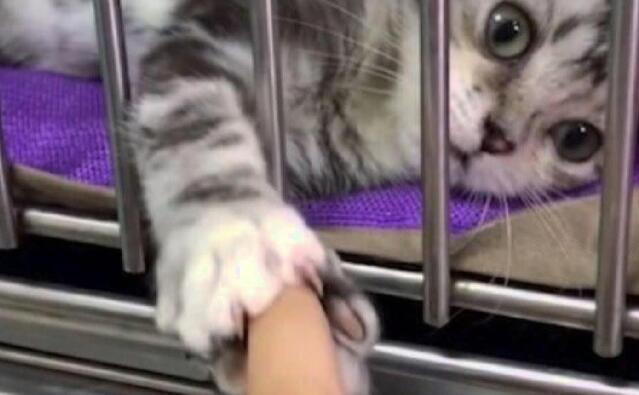 去宠物店买猫, 一只猫咪直接伸出双手: 带我走, 别犹豫 去宠物店买猫, 一只猫咪直接伸出双手: 带我走, 别犹豫