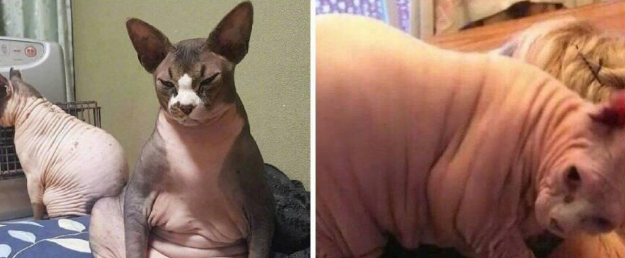 一直以为自家的猫不胖，直到剃毛后，看到那三坨游泳圈