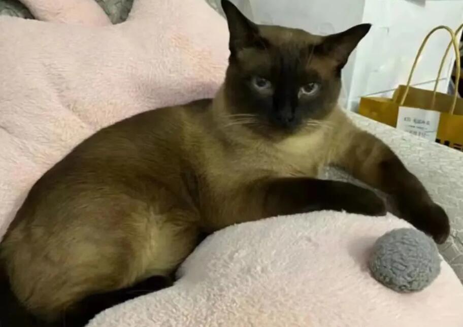 一确诊患者家3只猫阳性，被安乐死！