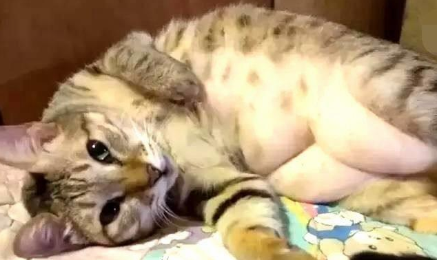 一直以为自家的猫不胖，直到剃毛后，看到那三坨游泳圈
