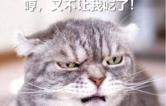 美国卷耳猫成年后的饲养要点你掌握了吗？
