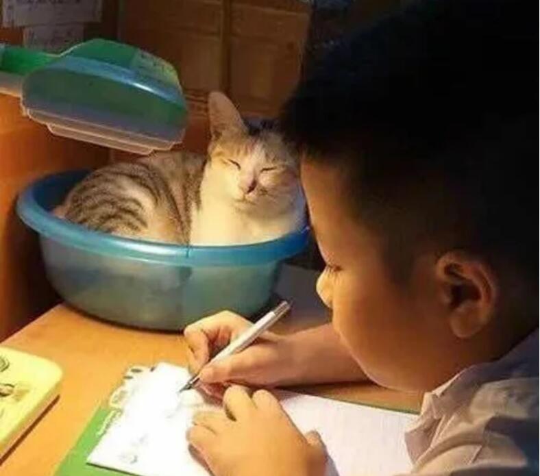 猫咪总打扰孩子写作业，妈妈在桌子上放了个盆还治不了你了