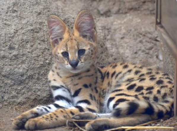 在北京十渡山区惊现薮猫，私自养殖野生动物属违法行为