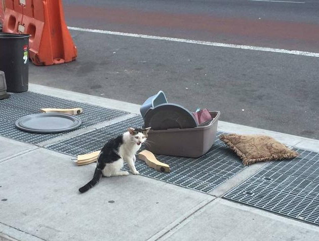 把猫扔了它就在原地 | 猫被扔掉后一直待在原地苦等主人，它被扔掉因为它是公猫
