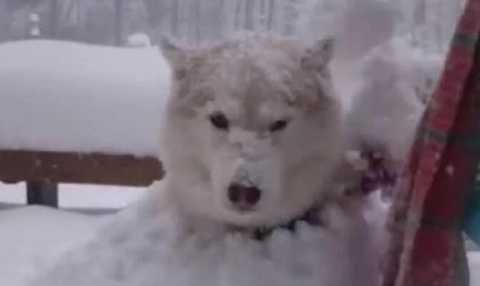 哈士奇把主人堆的雪人弄没了，于是主人一生气把二哈堆成了雪狗