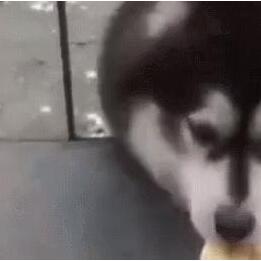 雪橇犬表示:“当时也没想太多就钻进来了,可是该怎么出去?” 雪橇犬表示:“当时也没想太多就钻进来了,可是该怎么出去?”