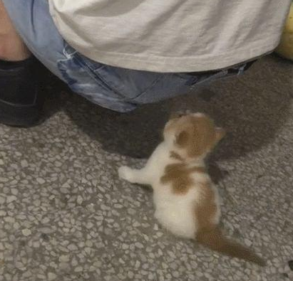 一个屁的威力!猫:来人护驾有人要毒死我!网友:一个有味的视频