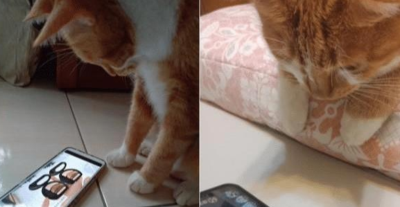 养了一只橘猫五年才敢带回家,本以为不会同意,结果家人都变猫奴 养了一只橘猫五年才敢带回家,本以为不会同意,结果家人都变猫奴