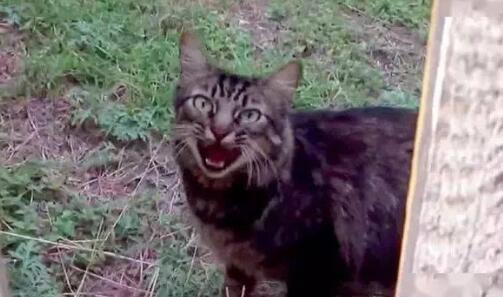 猫咪不幸走丢，一年后却奇迹般找了回家，猫：找你找得好辛苦啊！ 