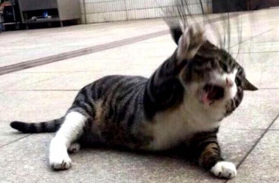 猫咪拉出巨型长条异物吓坏主人，医生说处理不当可致命！