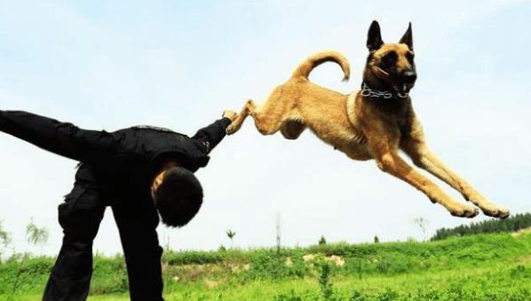 警犬退役之后怎么处理, 被确认无用后实行安乐死, 简直太残忍了