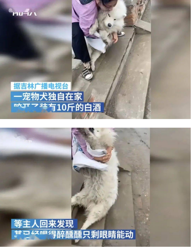 带狗子闪电远离！这些植物、化妆品“有毒”，狗狗误食或将致死…
