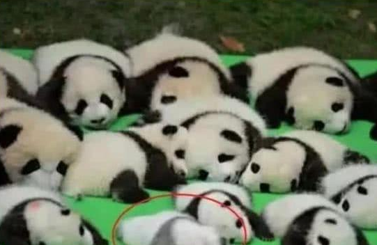 一群熊猫在晒太阳,其中一只引起网友们注意,饲养员:掉色了 一群熊猫在晒太阳,其中一只引起网友们注意,饲养员:掉色了