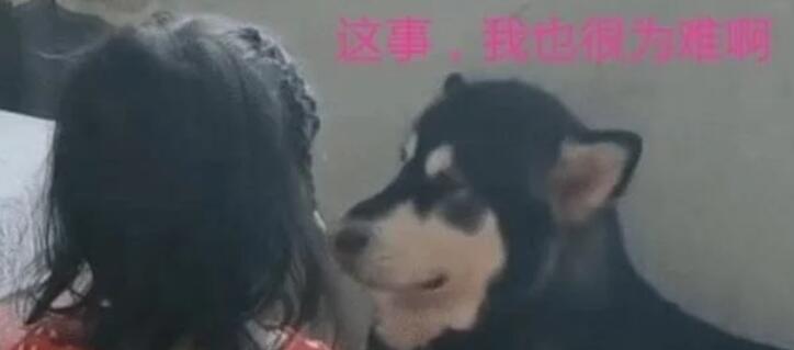 熊孩子被妈妈训斥后跟狗告状,狗子左右为难的样子:跟我没关系 熊孩子被妈妈训斥后跟狗告状,狗子左右为难的样子:跟我没关系