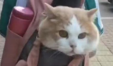 小学生霸气收养流浪猫，直接塞进书包带走，猫咪的表情亮了 