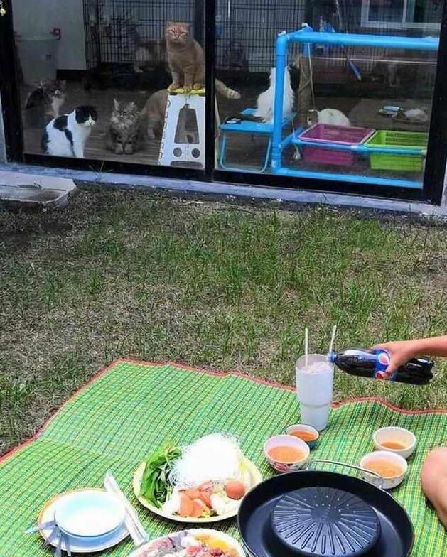 主人屋外吃大餐，锁在屋内的橘猫虎视眈眈