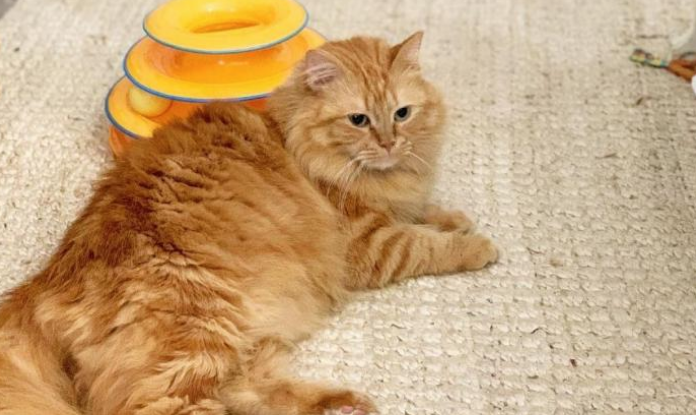 猫咪身上弱点多,既要避免也可以利用,想要将其驯服并不难 猫咪身上弱点多,既要避免也可以利用,想要将其驯服并不难
