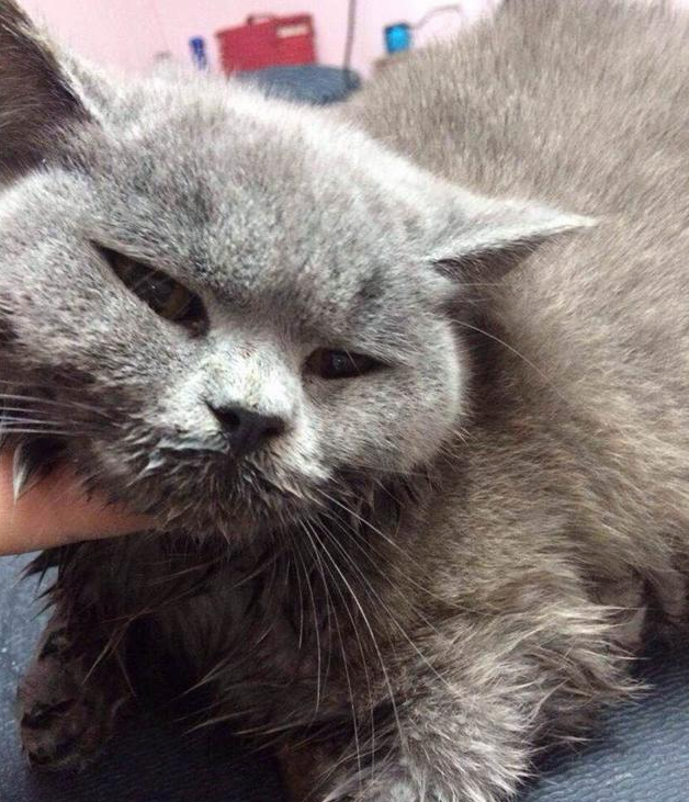 关于流浪猫受伤向好心人求助 | 收留受伤流浪猫，朋友圈求助 2小时筹近4000元