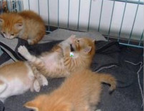 流浪猫妈妈叼着刚出生的4只小猫来我家，然后就定居不走了