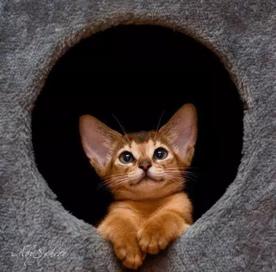 今日话题:12个星座最适合养的猫是什么? 今日话题:12个星座最适合养的猫是什么?